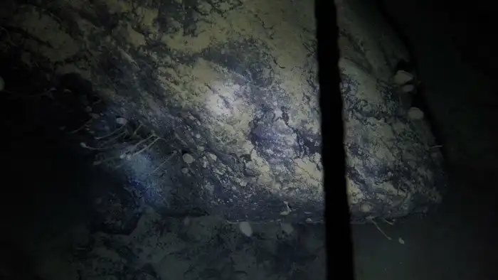 «Нечто»: странные существа обнаружены исследователями Антарктики под ледником