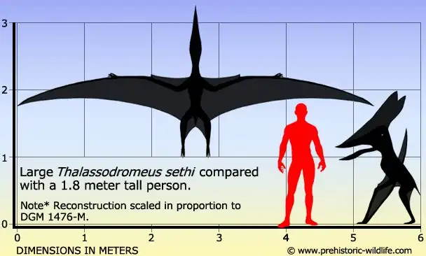 Талассодромеус: Крошечные ножки, большие крылья, гигантский гребень. Зачем древнему хищнику такие пропорции?