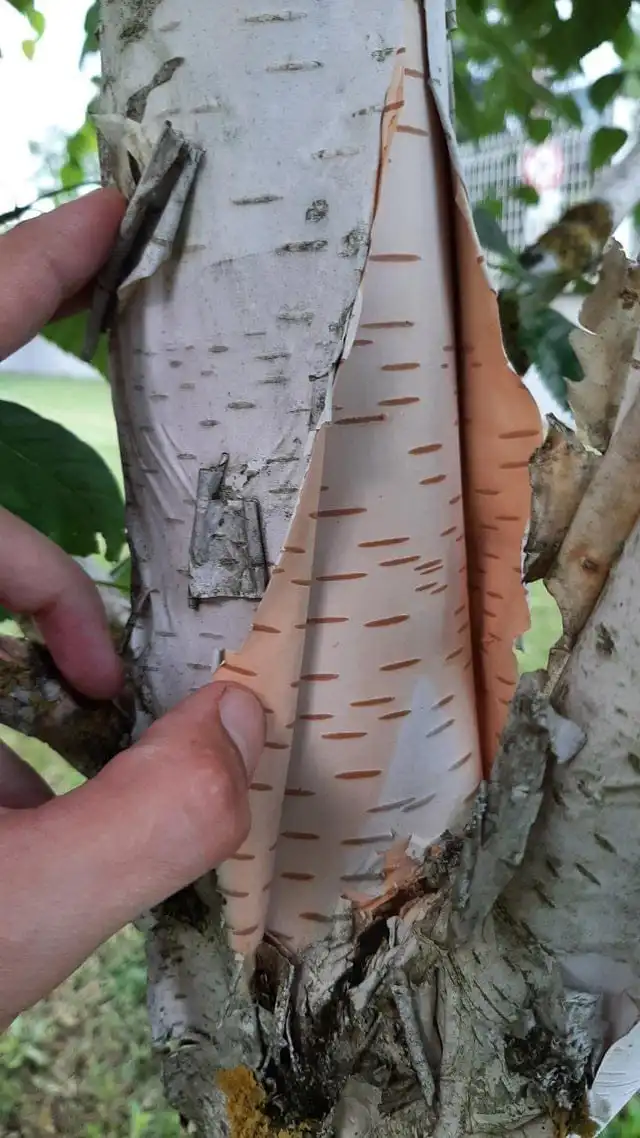 Неожиданные находки внутри разобранных или сломанных вещей