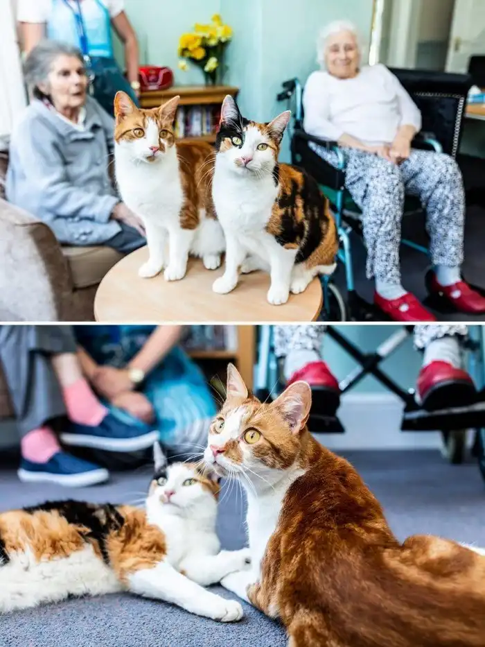 Кошки-герои: трогательные истории о котах, изменивших жизнь людей