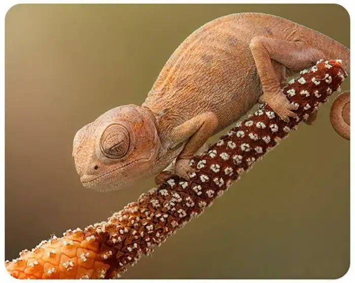 Детеныши животных, которые украдут ваше сердечко