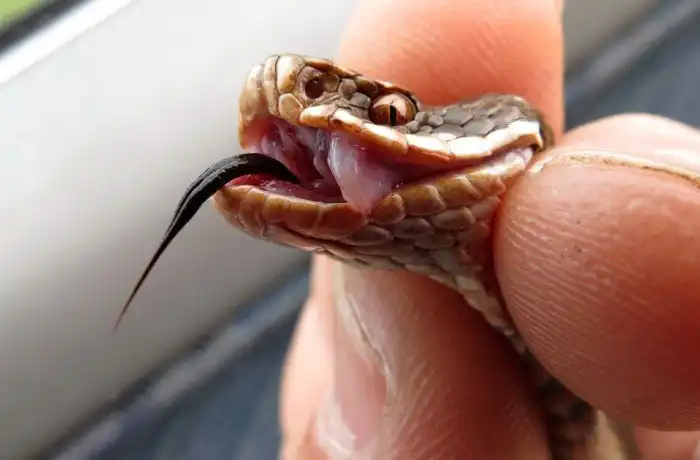 Стоит ли высасывать яд змеи из раны? Биологи ссорятся до сих пор. Плюсы и минусы рискованного действия