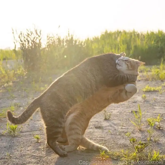 Очаровательные уличные котейки