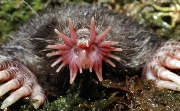 Самые необычные животные мира