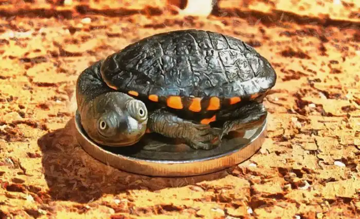 Бокошейные черепахи: Змеиная шея крайне древних рептилий. Зачем жертвовать безопасностью панциря?
