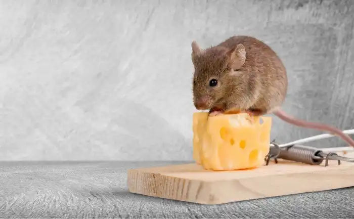 Почему девушки боятся мышей?