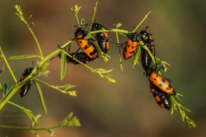 Жук-нарывник: Он вершил судьбы людей и государств, а теперь спокойно ползает в огороде. Яд и афродизиак в одной тушке