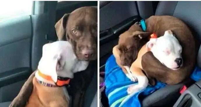 45 милейших фото из самого доброго уголка интернета