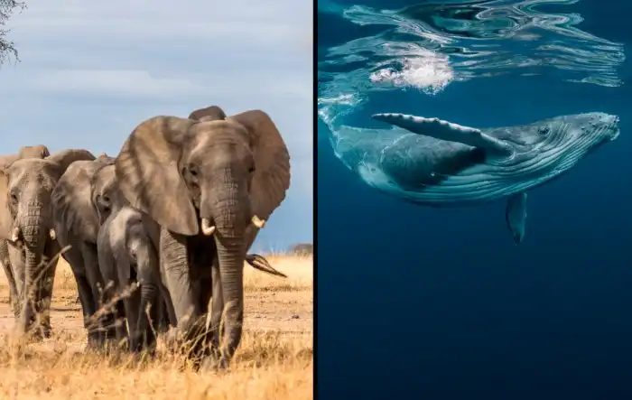 Почему киты и слоны, крупнейшие животные на планете, никогда не болеют раком?