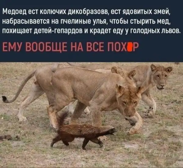 Картинки и мемы для настроения