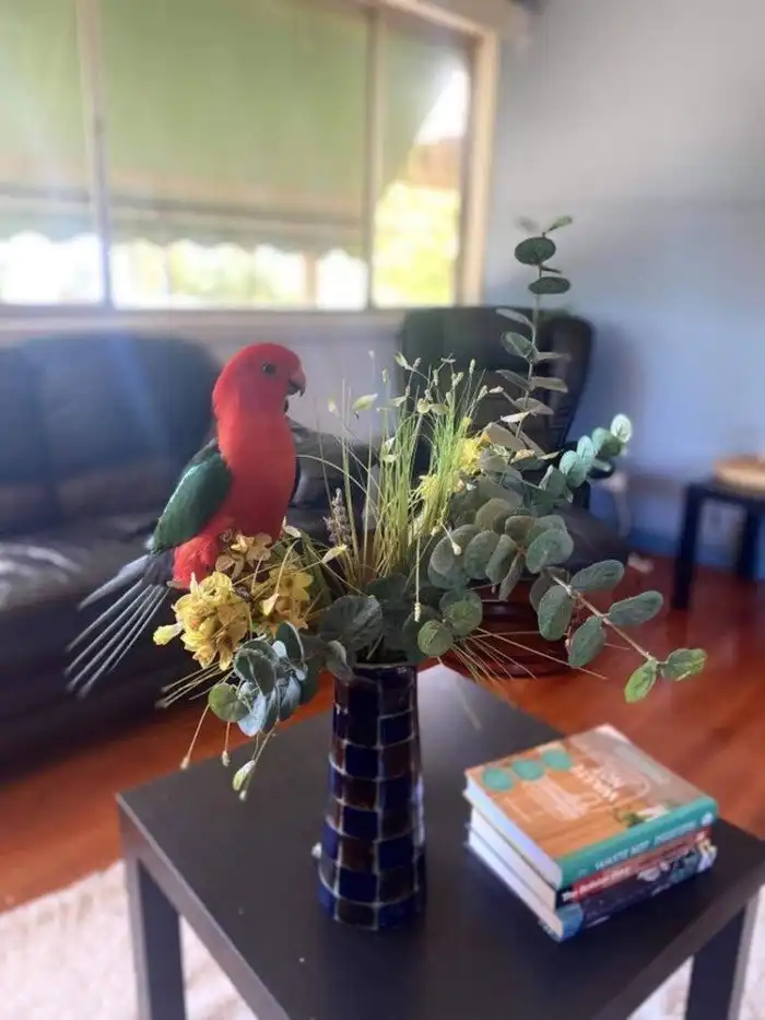 Тем временем в Австралии: в этой стране уже никто не удивляется таким вещам