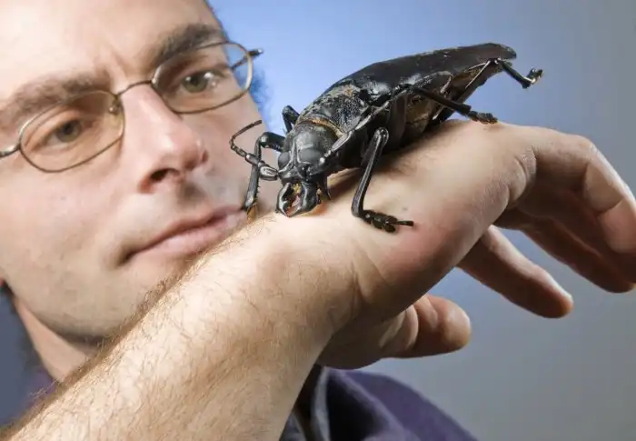 Дровосек-титан: Таинственный жук размером с человеческую ладонь. Люди готовы отдать за него сотни долларов. Почему?