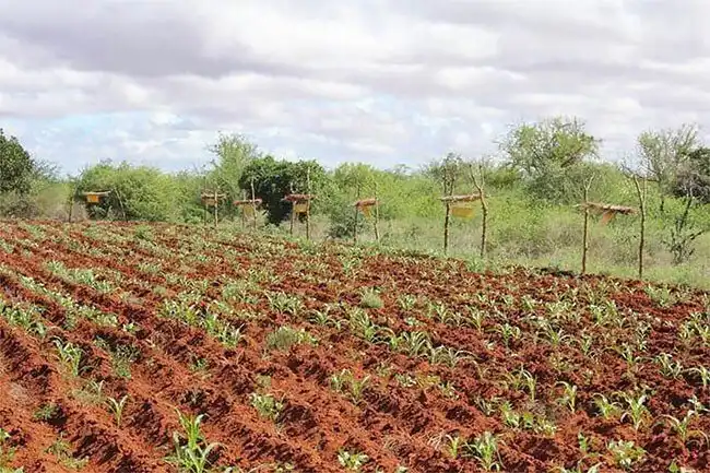 Зачем фермеры из Африки ставят ульи вокруг угодий