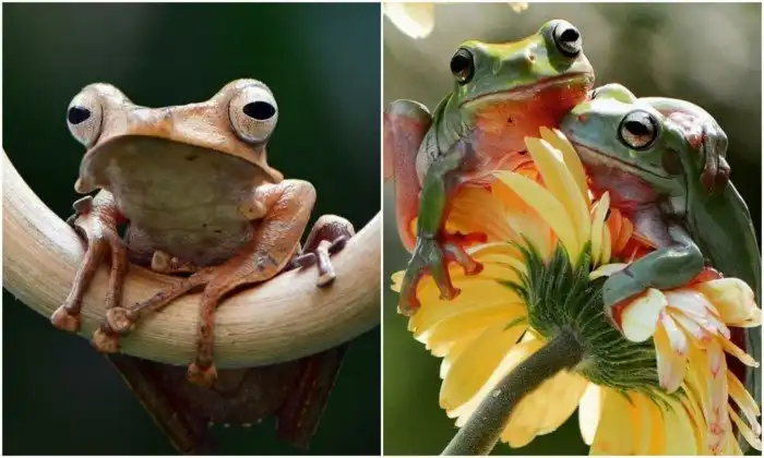 Фотограф из Индонезии делает снимки лягушек в своем дворе