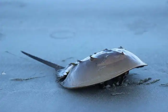 Почему у мечехвоста кровь голубого цвета? Все дело - в особых условиях эволюции