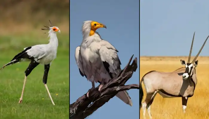 Кто живёт в пустыне Данакиль – самом опасном месте планеты?