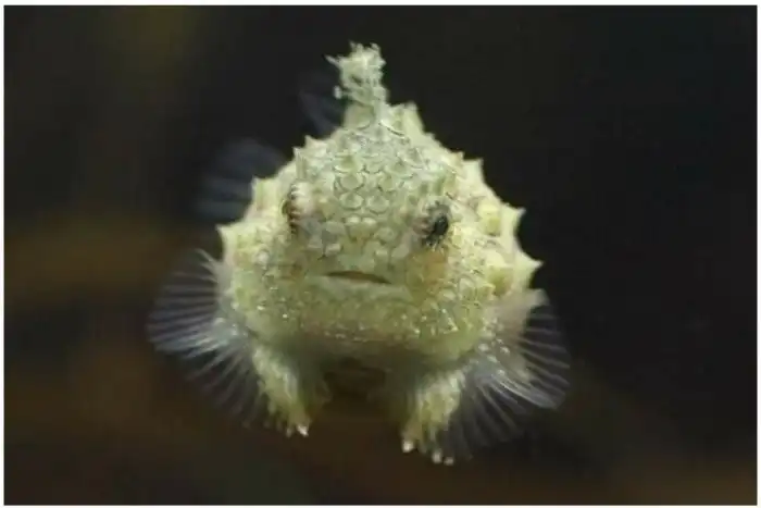 Сосунок, писта и голый землекоп : 25 названий животных, которые можно превратить в мемы