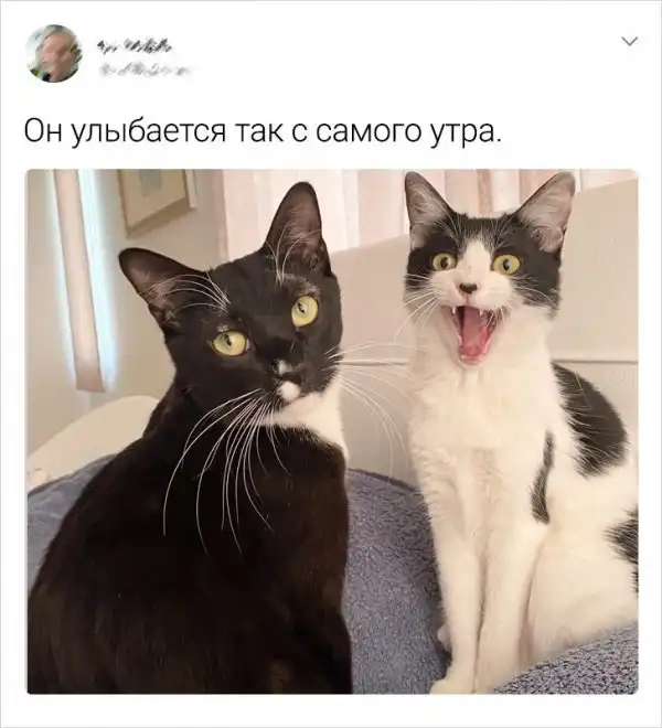 Подборка забавных твитов, которые особенно понравятся владельцам котов