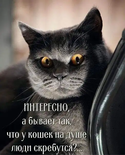 Баянисто-небаянистый юмор