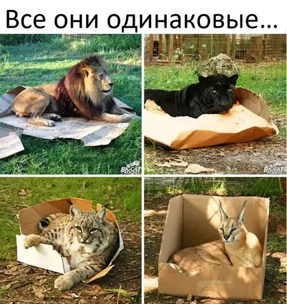 Картинки и мемы для настроения