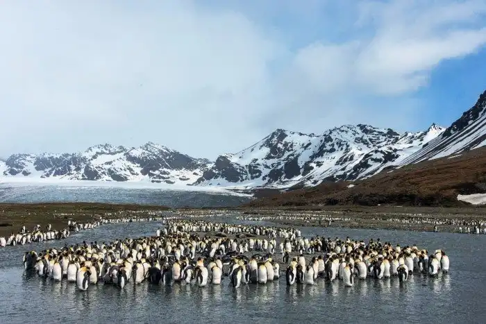 Как живёт королевский пингвин: 10 интересных особенностей из жизни крупной нелетающей птицы