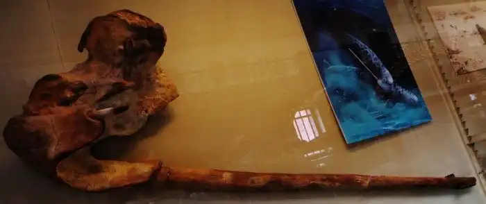 Моржевидный дельфин: Древний упоротый кит измучил палеонтологов. Зачем дельфину бивни моржа?