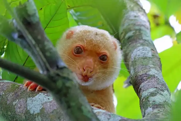Пятнистый кускус: Незнакомая фауна. Ленивые жители австралийских лесов