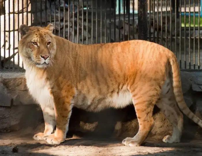 Как выглядит гибрид льва и тигра?