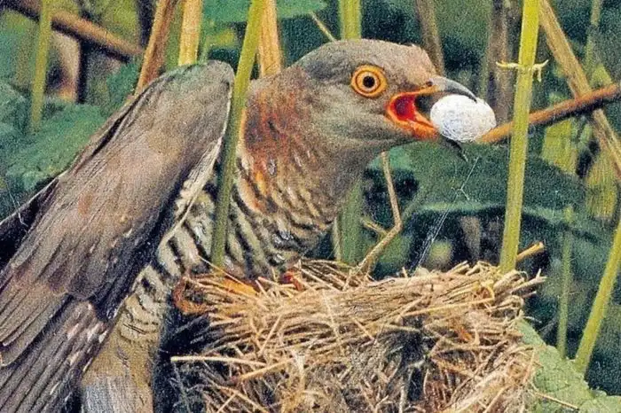 Почему кукушка не высиживает свои яйца. Биологическая причина