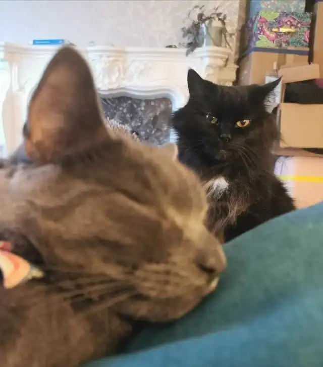 17 ревнивых питомцев, которые ни с кем не желают делить любимого хозяина