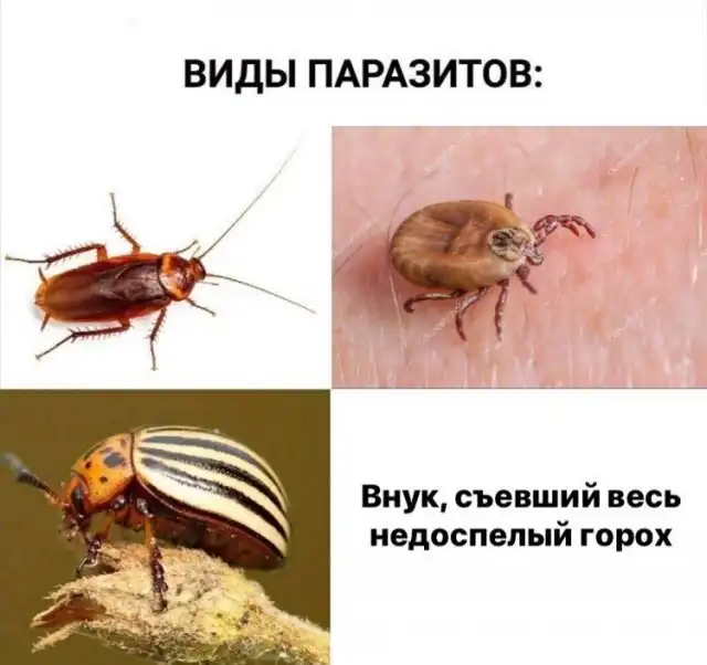 Шутки и мемы для людей старшего возраста