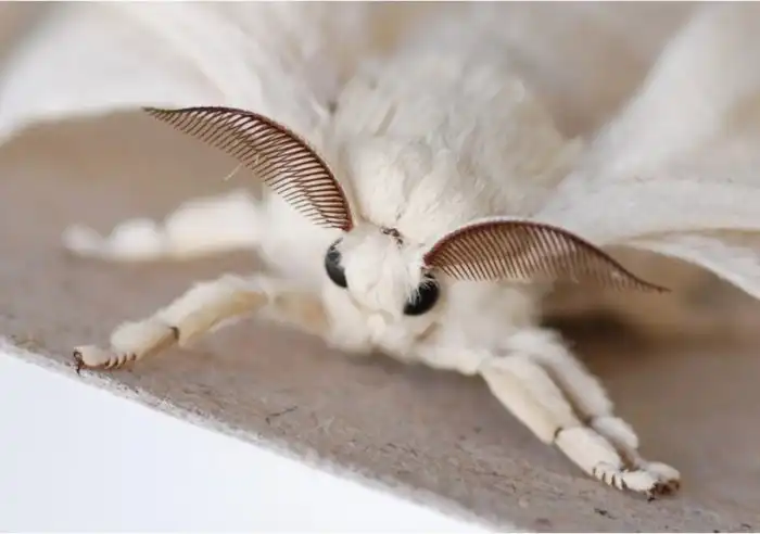 Тутовый шелкопряд: Бабочки, которые уже не могут существовать без человека. Жизненный цикл и получение шелка