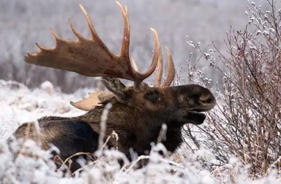 Лесные звери зимой