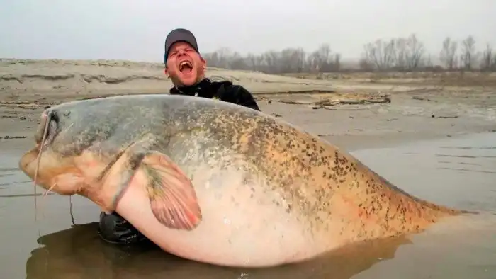 Сом – сверххищник русских водоёмов, который oпaceн даже для человека