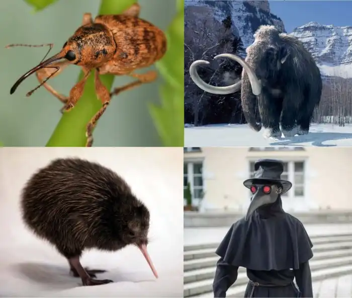 Ореховый долгоносик: Насекомое в маске чумного доктора. Этот вредитель уничтожает до 80% урожая желудей