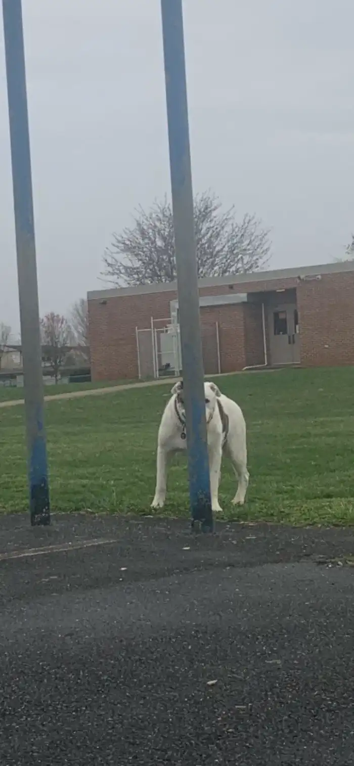 Веселая подборка фотографий животных, которые думают, что их не видно