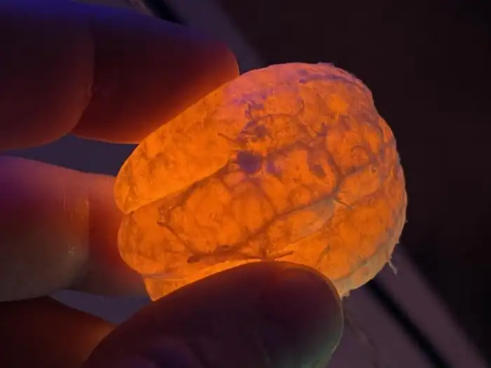 Любопытные и редкие находки из мира природы