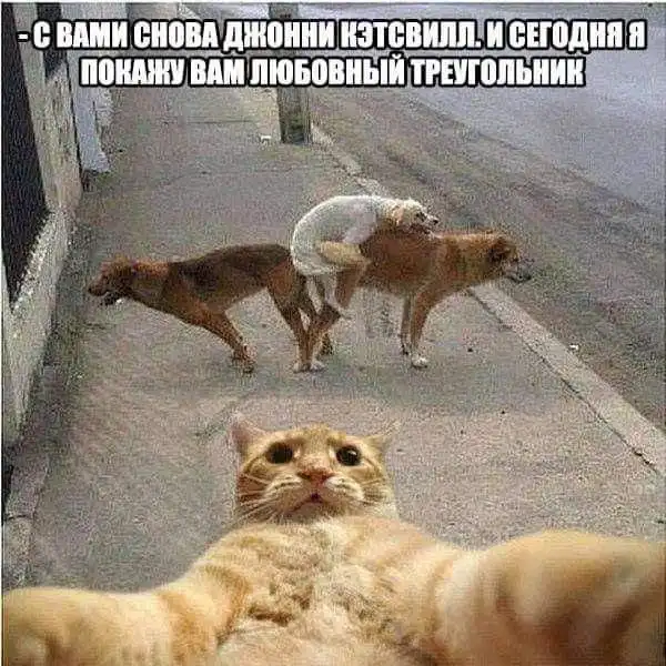 Всяческие картинки