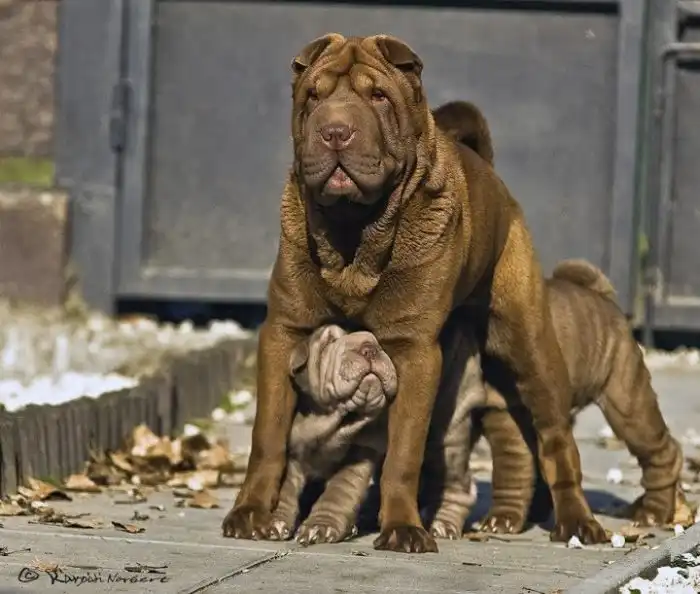 Шарпей: Самая милая бойцовая собака. Сладкая булочка из складок с прошлым брутального воина