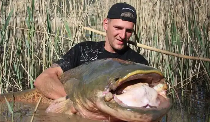 Необычное расположение органов. У каких животных пищевод в мозгах, почки перед глазами, а вкусовые рецепторы по всему телу