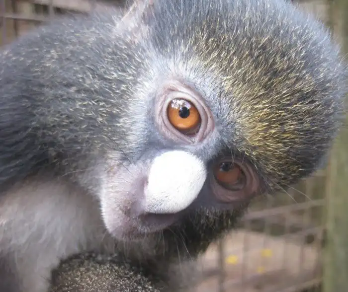 Большая белоносая мартышка: Обожает сладкое и умеет «кекать»! Обезьянки придумали свой язык из 3 криков