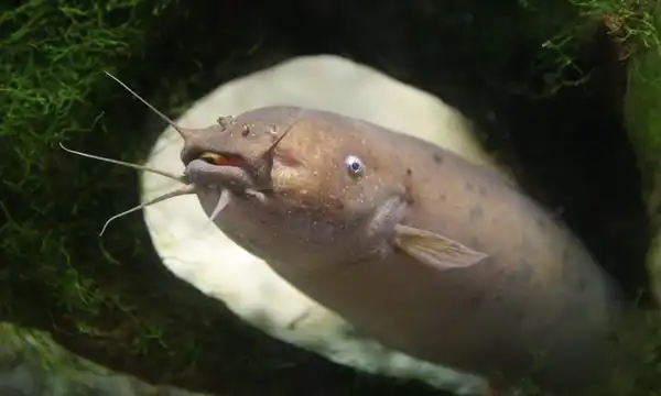 Электрический сом: Неприятный сюрприз для рыболова. Рыба, которая охотится, защищается и даже ругается электрическим током