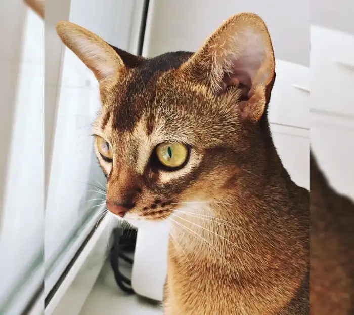 Абиссинская кошка: «Микропума» с египетской грацией. Выставочная порода с нелёгкой судьбой