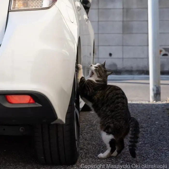 Очаровательные уличные котейки