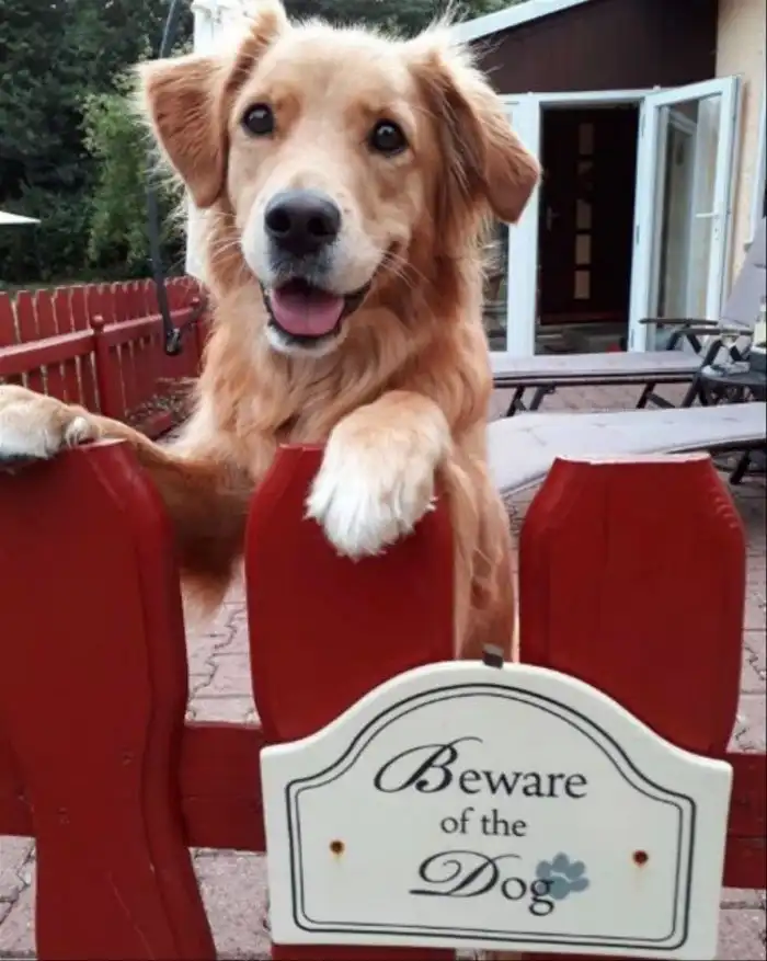 17 случаев, когда за табличкой «Осторожно, злая собака!» скрывался сюрприз