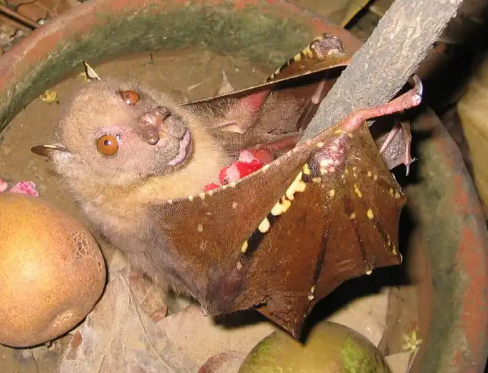 Трубконосый крылан: Странные ноздри и паническая боязнь луны. Летающий монстрик с юга-востока