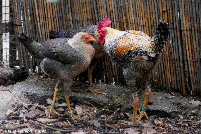 Английская карликовая бойцовая курица: Из гладиаторов в модели. Опасная порода с длиннющими ногами