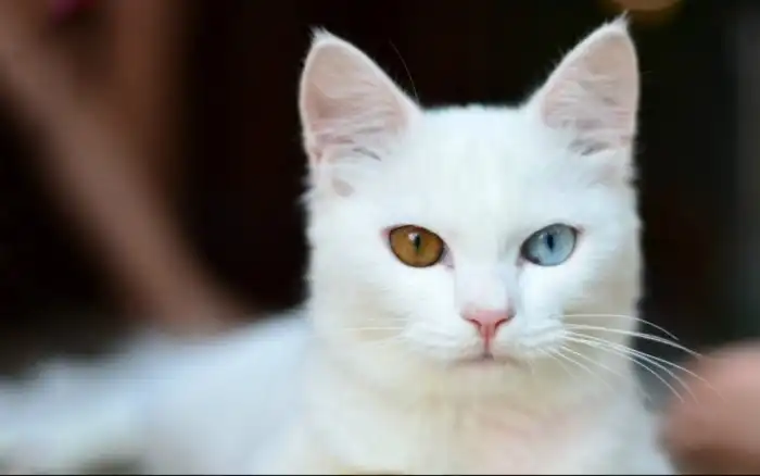 Кхао мани: Белоснежные и разноглазые. Элитная порода с глазами «драгоценными камнями»