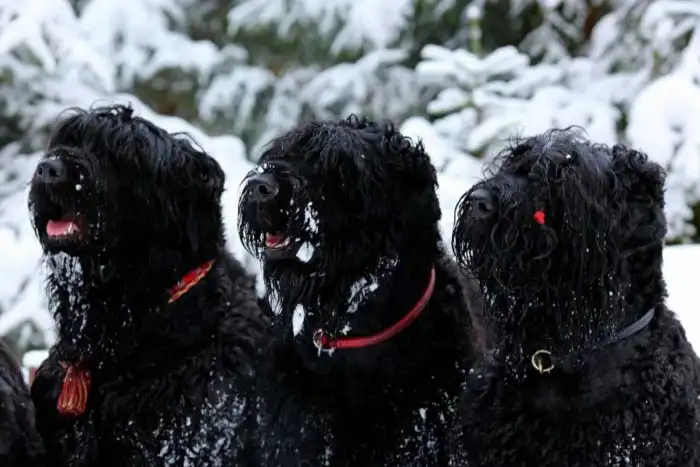 Неудачные эксперименты советских кинологов: Собака-спасатель, которая топила утопающих, и служебный пёс с горой болячек