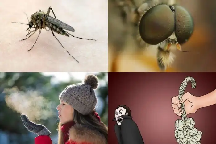 Избирательные кровососущие: как комары выбирают жертв